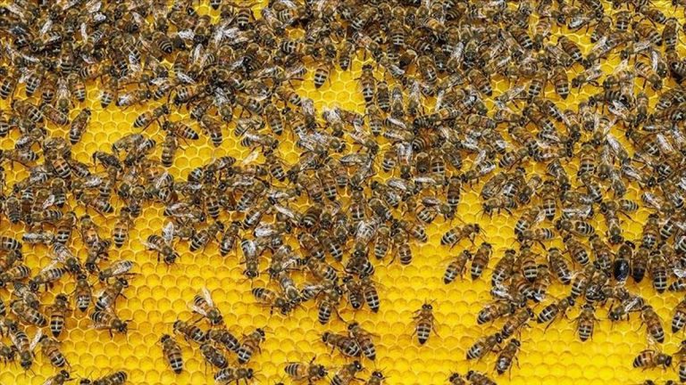 Doğada farklı bir üreme şekli: Partenogenez nedir?