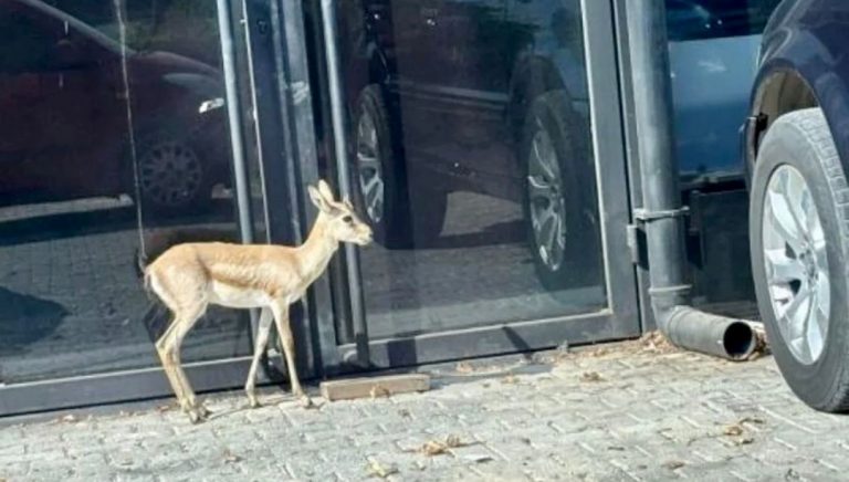 Aslandan sonra şimdi de ceylan alarmı! Antalya’da firari yavru ceylan aranıyor