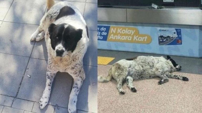“Matmazel’in Katillerine İşten Çıkarma Cezası”