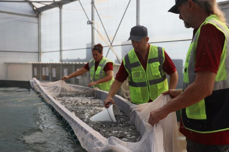 Muğla’dan 5 Ülkeye 33 Milyon Yavru Balık İhracatı Rekoru